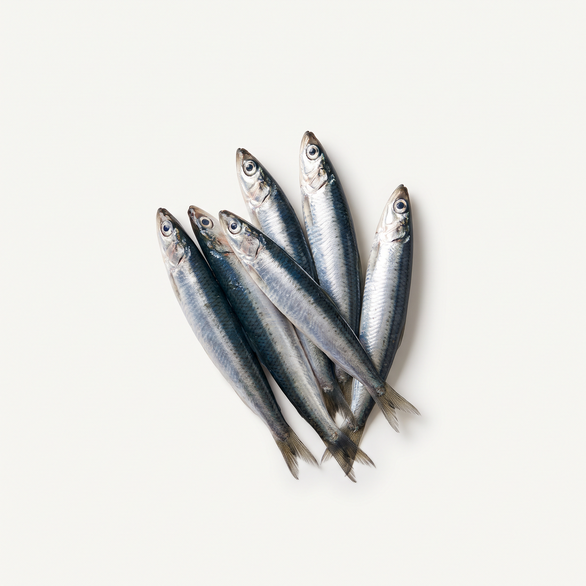 six small whole fresh European anchovies, silvery flanks, dark blue-green backs, slender pointed heads, intact fins and tails, natural raw appearance