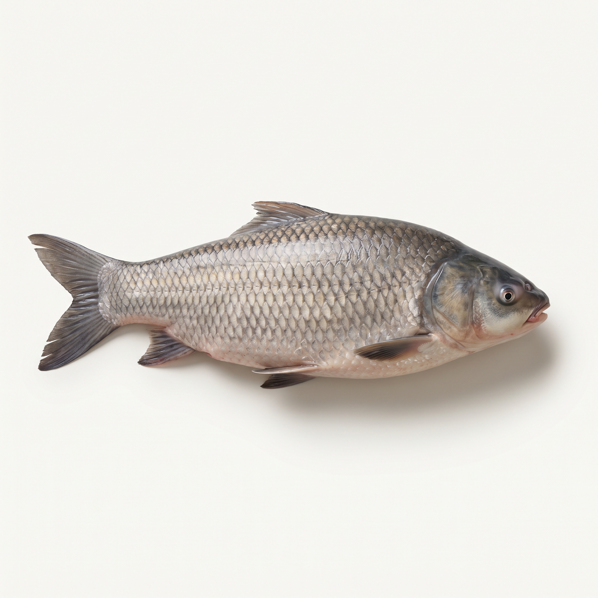 one whole fresh buffalo fish, deep silver-grey body, broad blunt head and small downturned mouth, large natural scales, no barbels, intact tail and fins