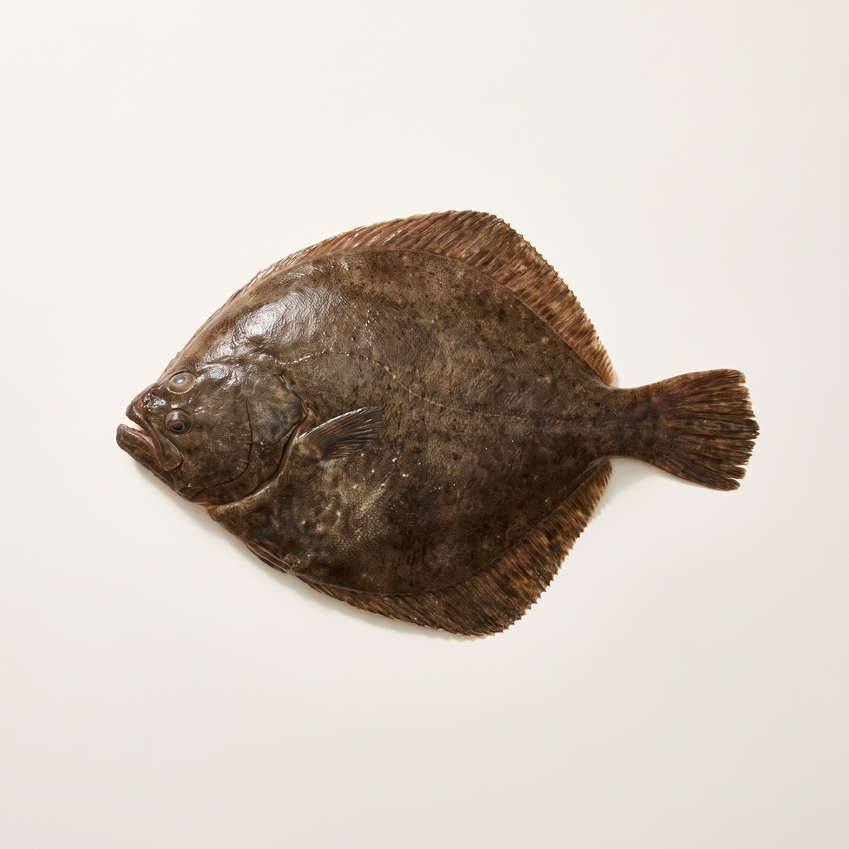 one whole raw European turbot, flat broad diamond-shaped body, mottled dark brown upper side with both eyes on the upper left side, intact fins