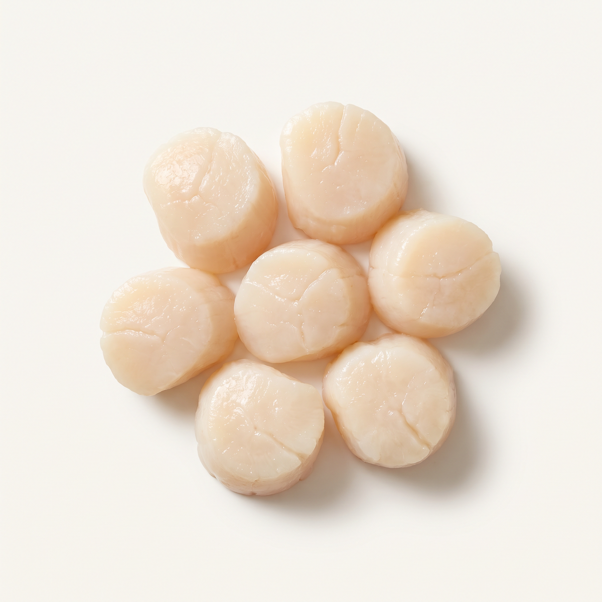 seven raw shucked sea scallop adductor muscles, plump ivory cylinders with naturally varied size and subtle translucent moist texture, no shells or orange roe