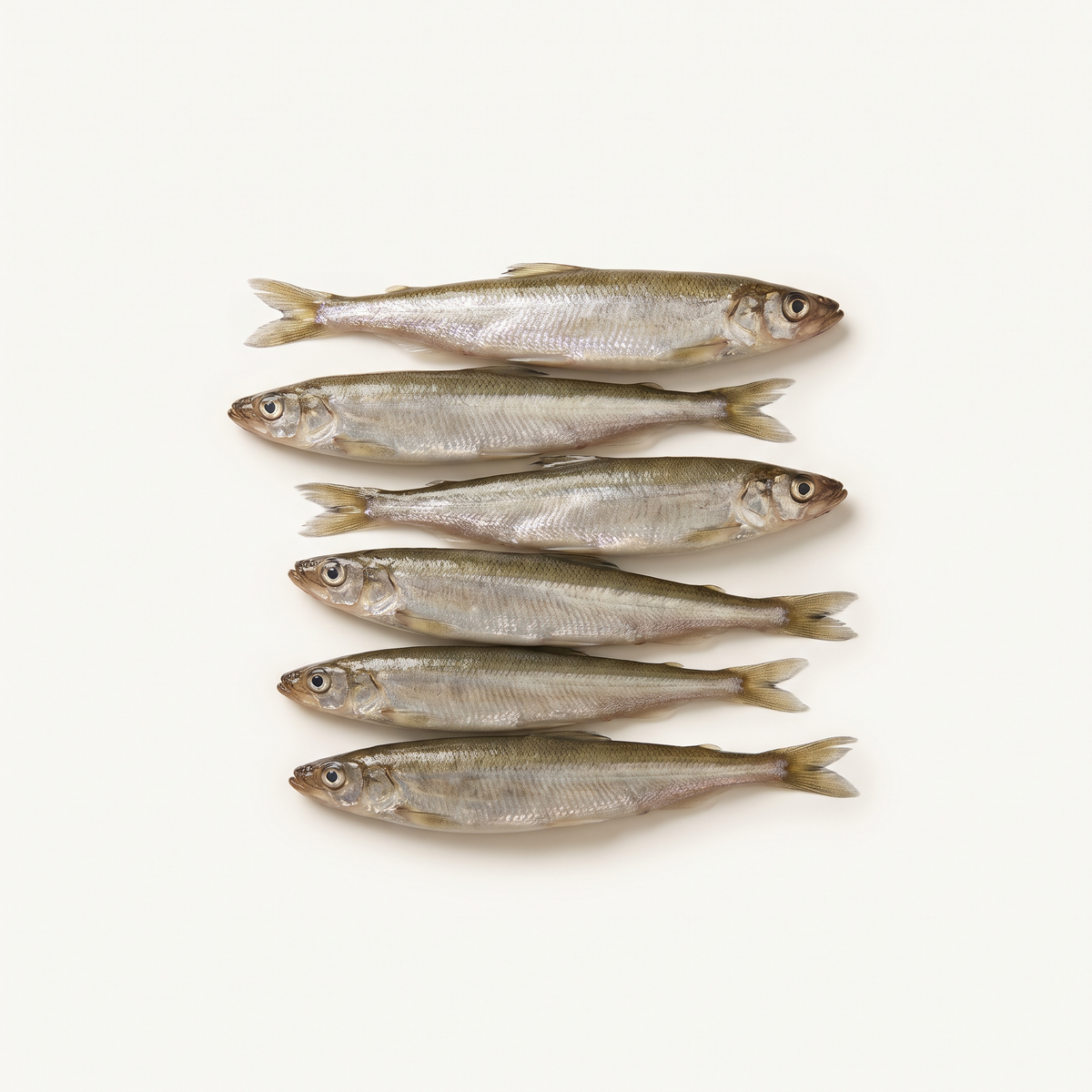 six whole fresh smelts, small slender silvery fish, olive-grey backs, translucent fins, intact heads and tails, arranged loosely parallel
