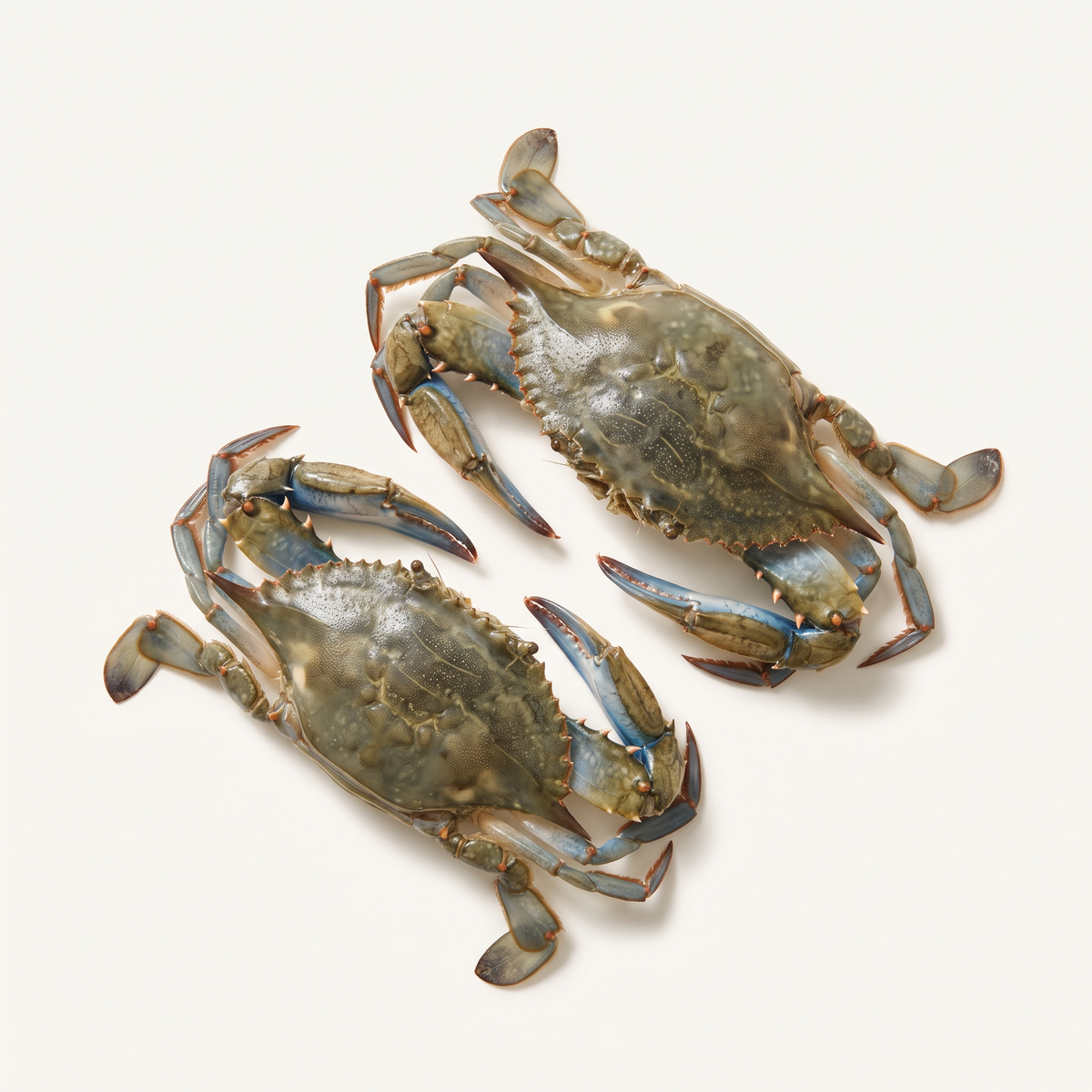 two raw cleaned soft-shell blue crabs, flattened natural bodies, muted blue-grey olive soft shells and pale undersides, intact claws and legs, uncooked