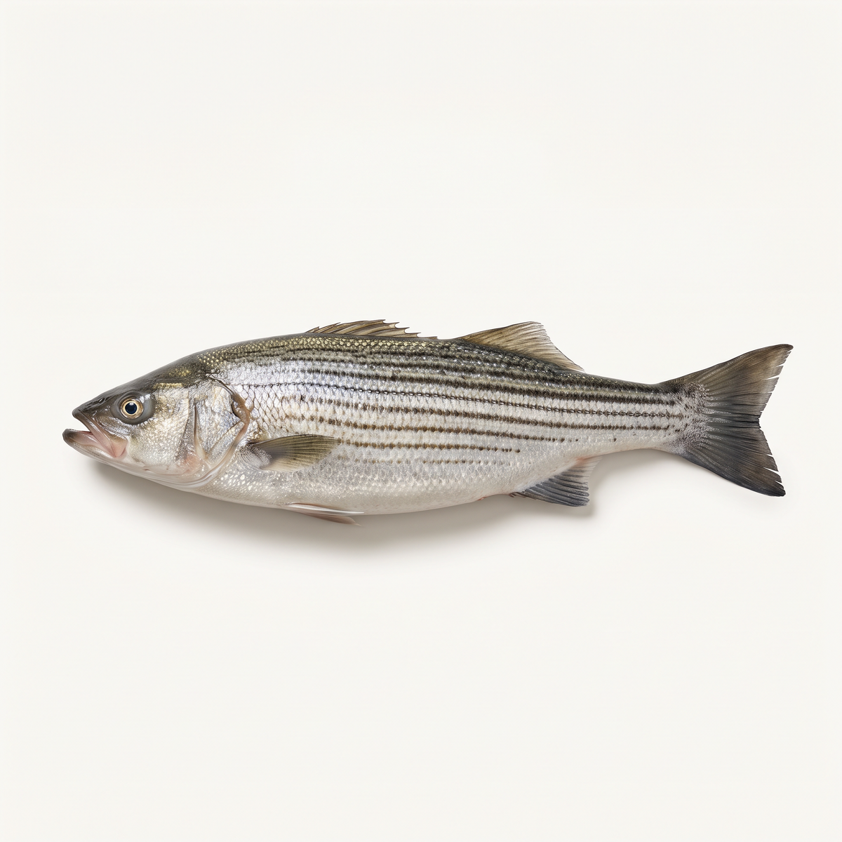 one whole fresh striped bass, streamlined silver body with seven distinct narrow dark horizontal stripes, intact head tail and fins