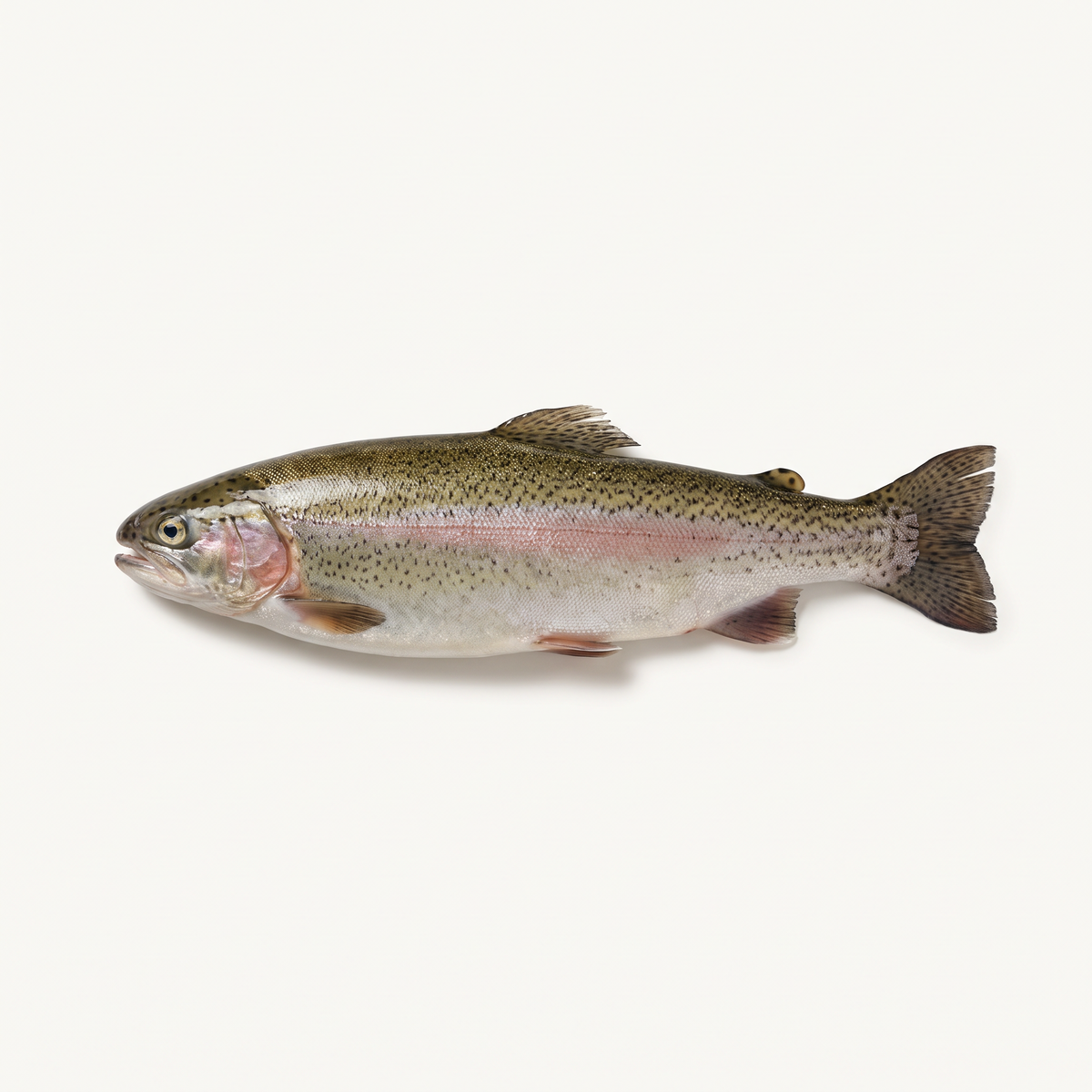 one whole fresh rainbow trout, olive speckled back, silvery body with subtle pink lateral band, intact fins head and tail